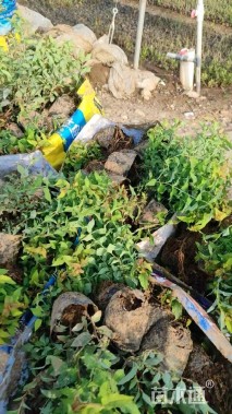 高度30厘米金焰绣线菊