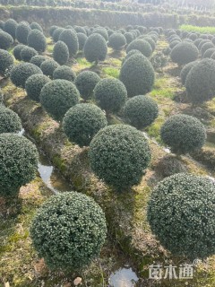 冠幅60厘米龟甲冬青球