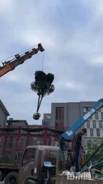 高度200厘米茶花