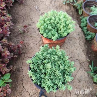 高度10厘米中华景天