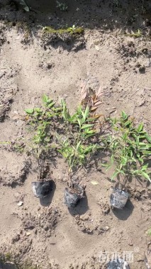 高度30厘米南天竹