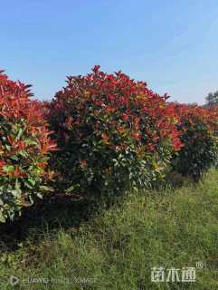 冠幅120厘米红叶石楠球