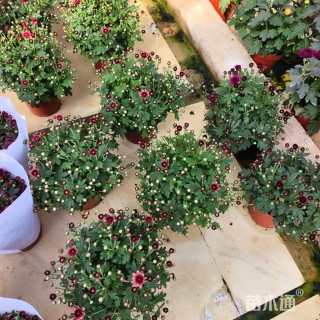 高度15厘米千头菊