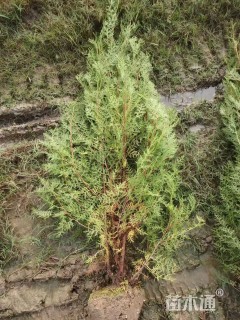 高度40厘米侧柏小苗