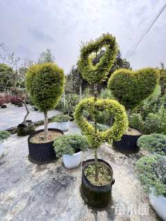 3公分造型亮晶女贞