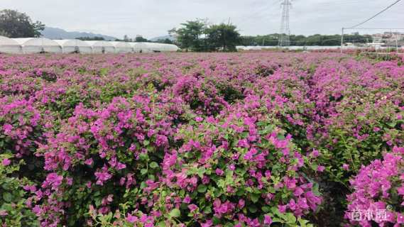 冠幅70厘米紫花勒杜鹃球