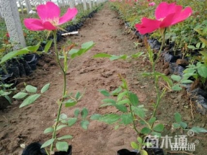 高度48厘米丰花月季