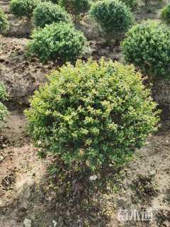 冠幅120厘米龟甲冬青球