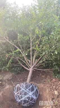 15公分红叶碧桃