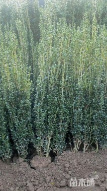 高度100厘米直立冬青