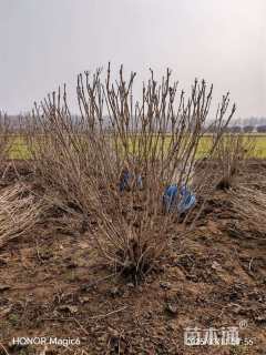 高度90厘米丁香