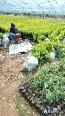 高度40厘米金冠黄杨