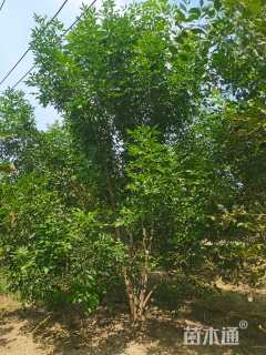 高度500厘米丛生白蜡