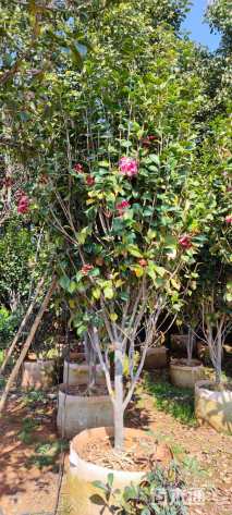 高度200厘米油茶