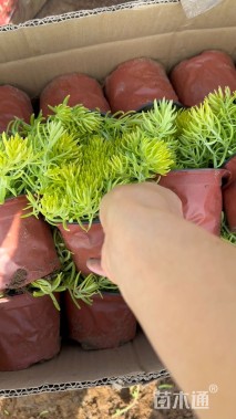 高度10厘米金叶佛甲草