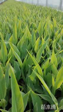 高度20厘米美人蕉