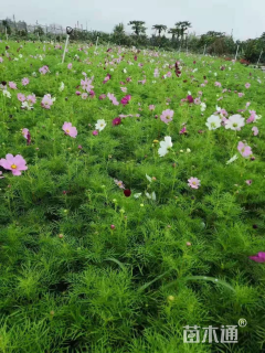 高度20厘米波斯菊
