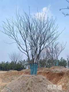 80公分丛生朴树