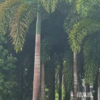 裸干高750厘米狐尾椰