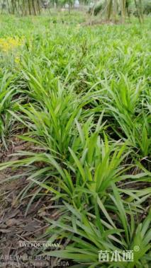 高度25厘米兰花三七草