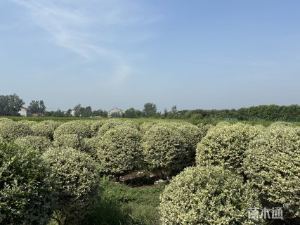 冠幅120厘米银姬小蜡球