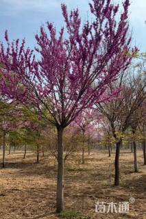 高度700厘米(4杆)丛生巨紫荆