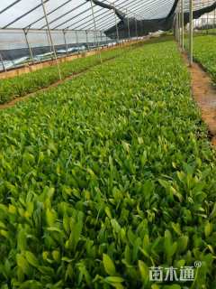 高度20厘米天人菊