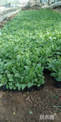 高度10厘米黑心菊