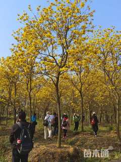 12公分黄花风铃木