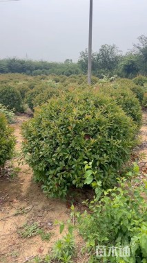 冠幅250厘米红叶石楠球