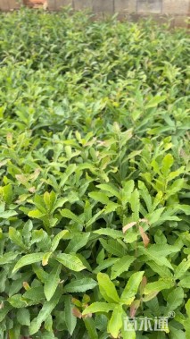 高度20厘米板栗