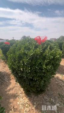 冠幅100厘米大叶黄杨球