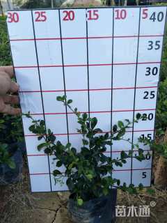 高度20厘米福建茶