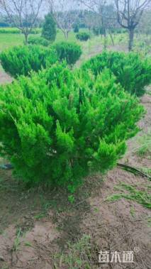 冠幅120厘米龙柏球