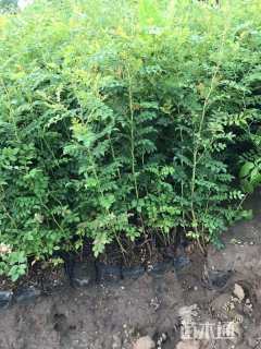 高度60厘米黄刺玫