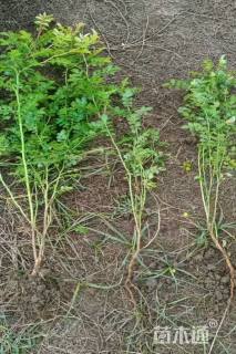 冠幅15厘米黄刺枚球