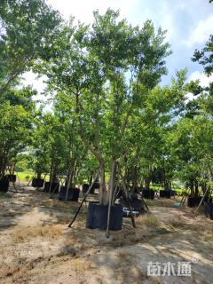 11公分丛生乌桕