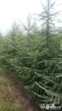 高度1000厘米雪松