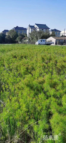 高度30厘米莎草