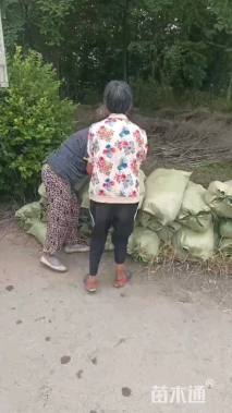 高度10厘米葱兰