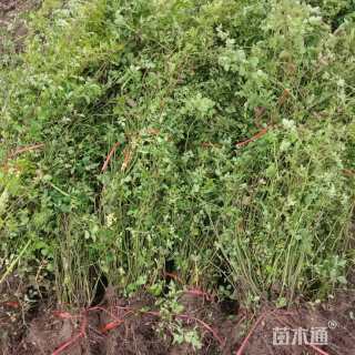 高度140厘米蔷薇