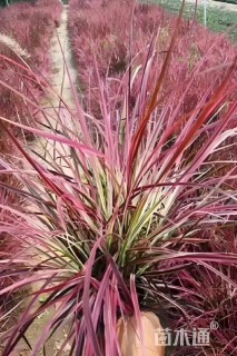 高度20厘米火焰狼尾草