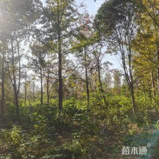 18公分银杏
