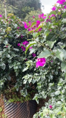 高度120厘米三角梅