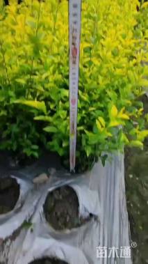 高度40厘米金禾女贞