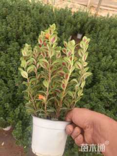 高度30厘米袋鼠花