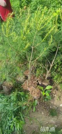 高度30厘米华山松