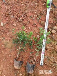 高度30厘米迎春花