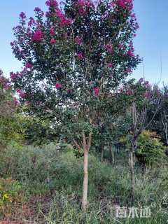 高度300厘米美国三红紫薇
