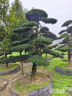 移栽苗造型罗汉松